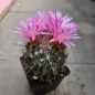 Preview: Coryphantha magentae - Lau 1244